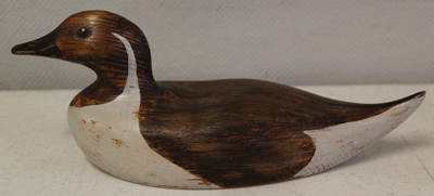 pintail duck