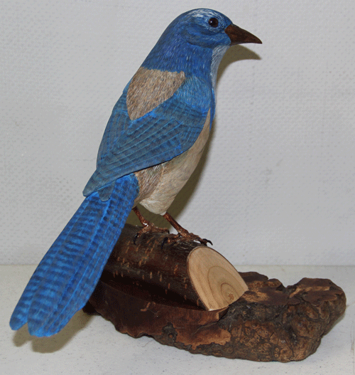 scrub jay