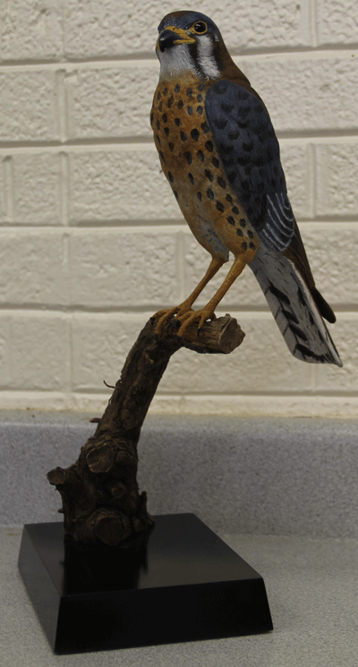 kestrel