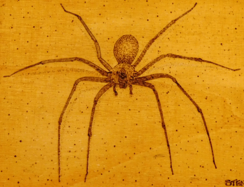 spider