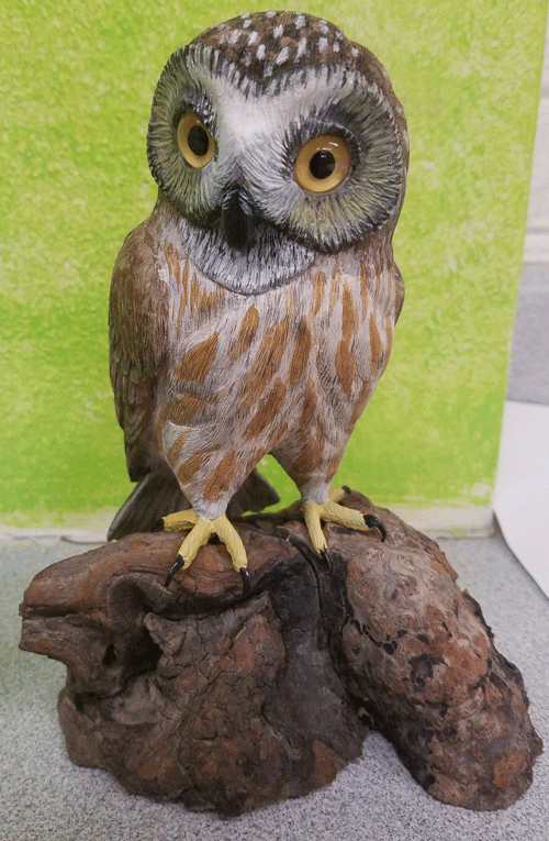 saw-whet owl