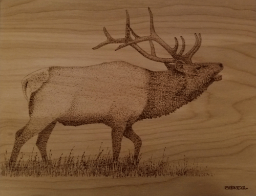 bull elk