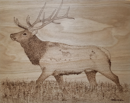 elk