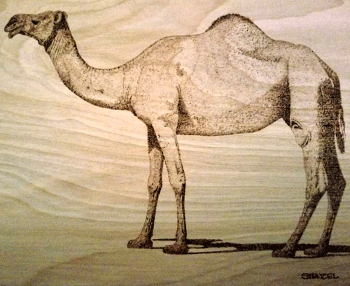 camel