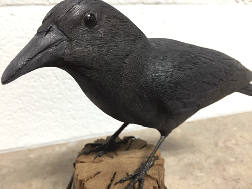 raven