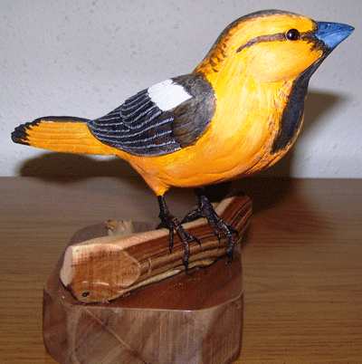 Baltimore Oriole