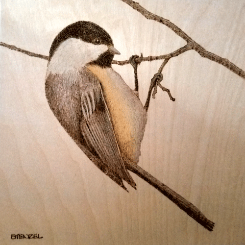 black-capped chickadee