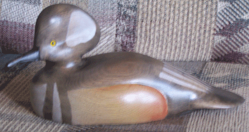 bufal head duck
