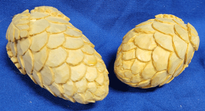 pinecones