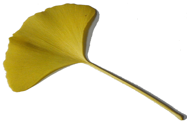ginko leaf