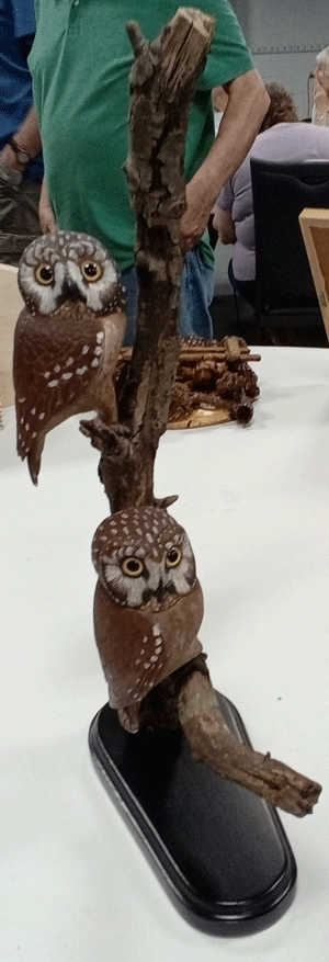 owls
