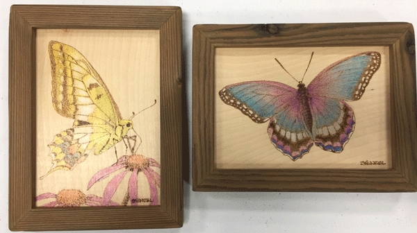 butterflys