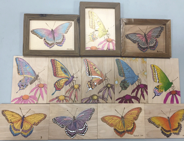 butterflys